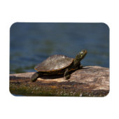 絵を描亀 マグネット (横)