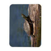 絵を描亀 マグネット (縦)