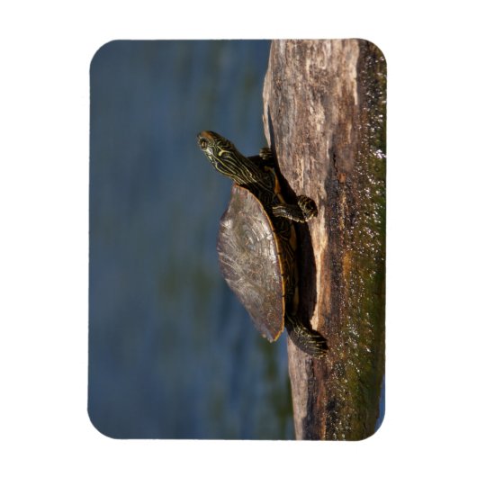 絵を描亀 マグネット (縦)