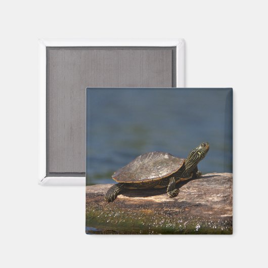 絵を描亀 マグネット (正面/裏面)