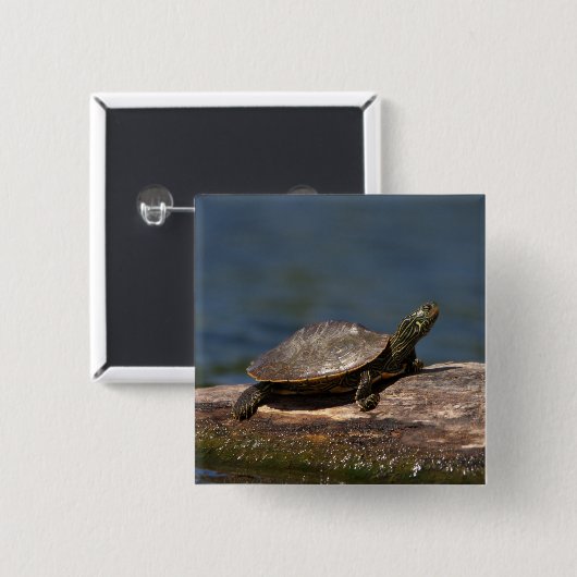 絵を描亀 缶バッジ (正面&裏面)