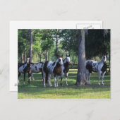 絵を描木の馬 ポストカード (正面/裏面)