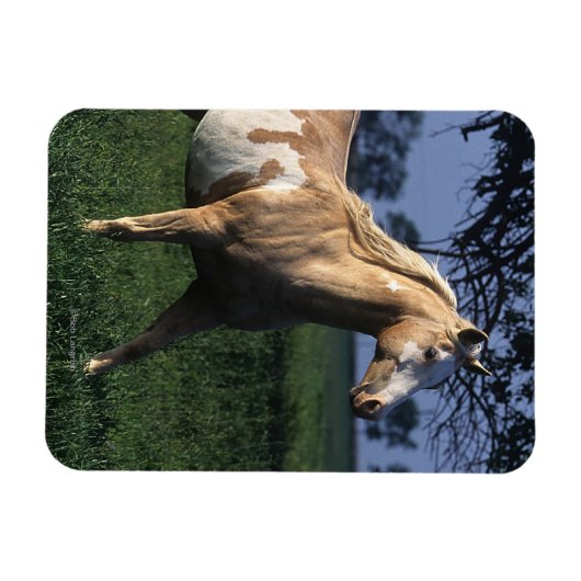 絵を描立馬2 マグネット (横)