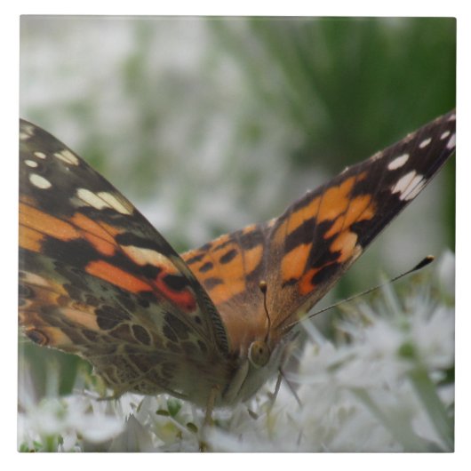 絵を描蝶 タイル (正面)