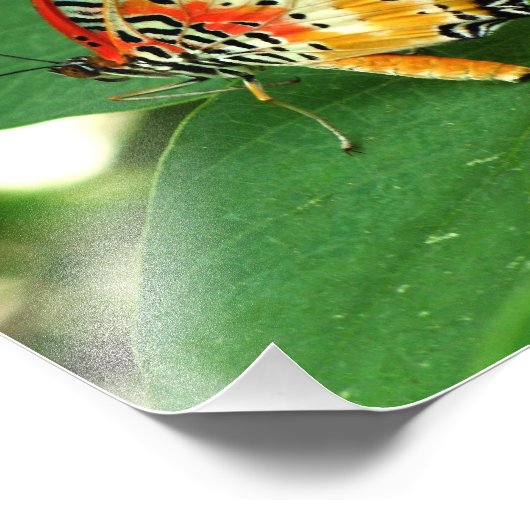 絵を描蝶 フォトプリント            (角)