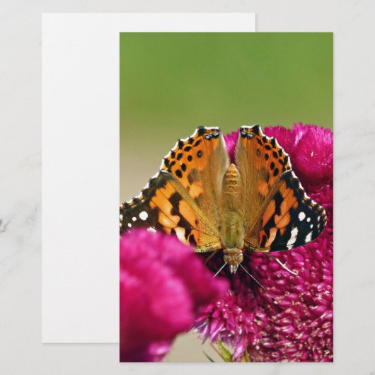 絵を描蝶 便箋 (正面/裏面)