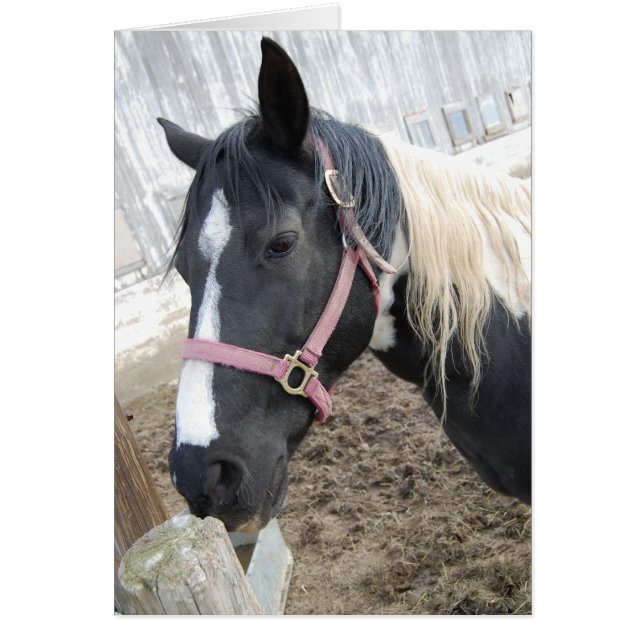 絵を描馬 (正面)