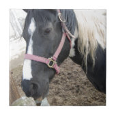 絵を描馬 タイル (正面)