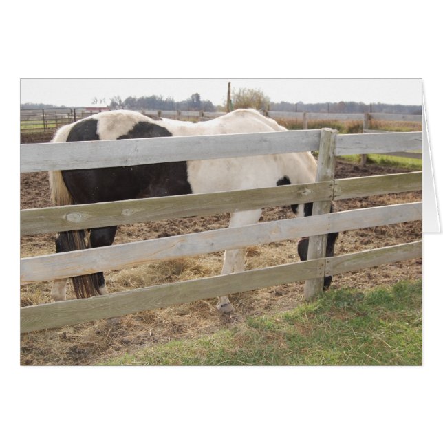 絵を描馬/ピント (正面横)