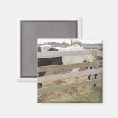 絵を描馬/ピント マグネット (正面/裏面)