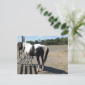 絵を描馬 ポストカード (スタンド正面)