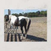 絵を描馬 ポストカード (正面)