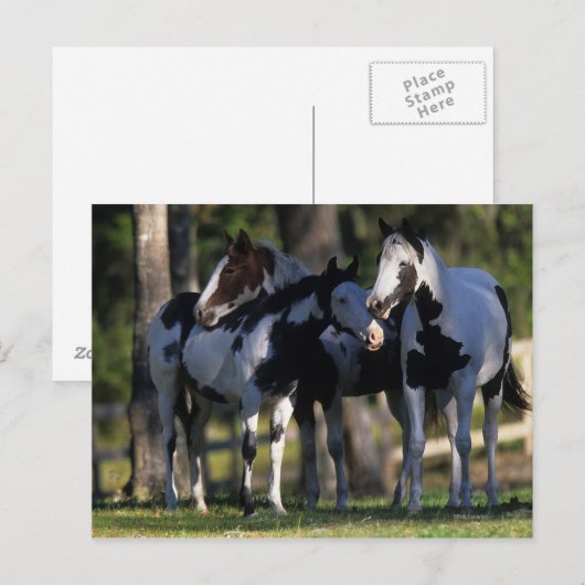 絵を描馬 ポストカード (正面/裏面)