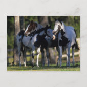 絵を描馬 ポストカード (正面)