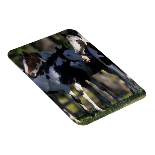 絵を描馬 マグネット (右側)