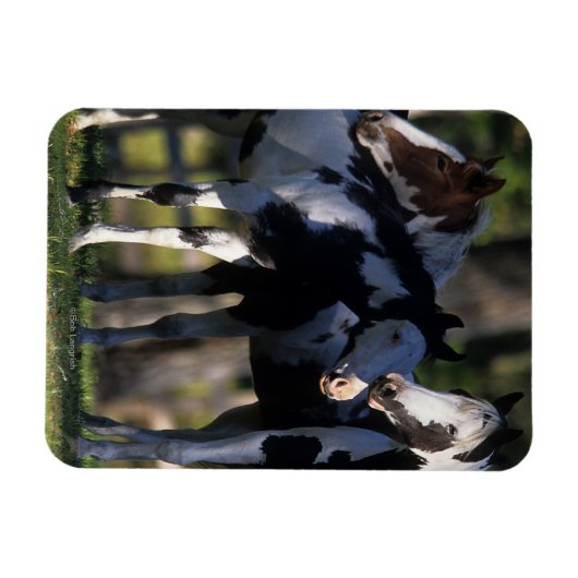 絵を描馬 マグネット (横)