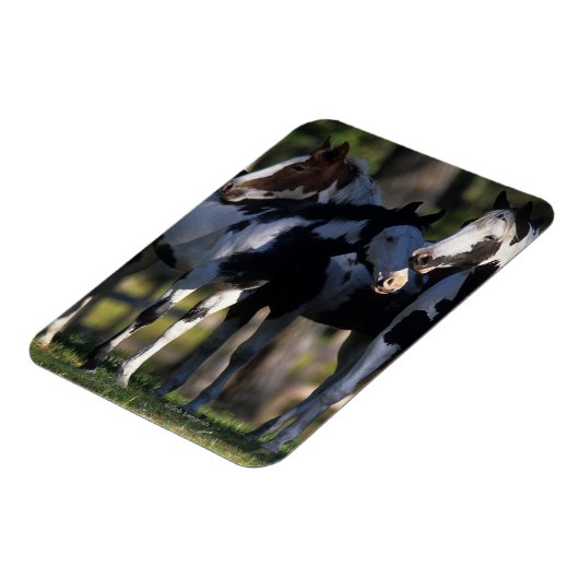 絵を描馬 マグネット (左側)