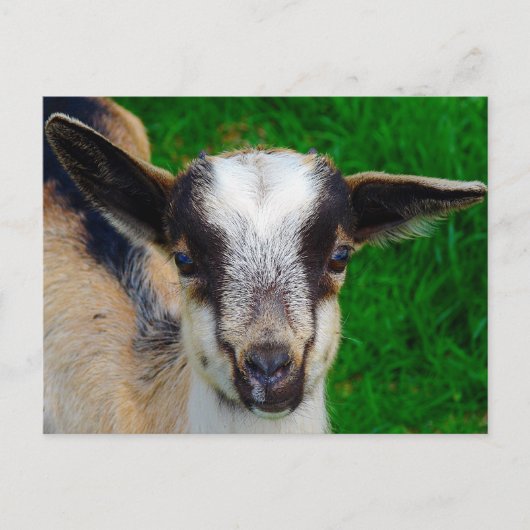 絵を描 ポストカード (正面)