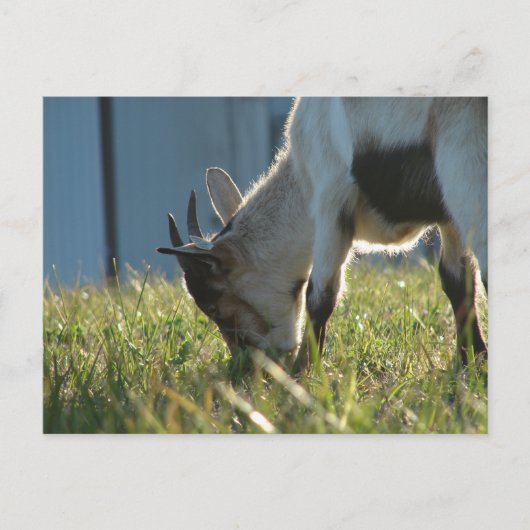 絵を描 ポストカード (正面)