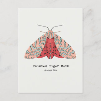 絵を描Tiger Mothはがき ポストカード