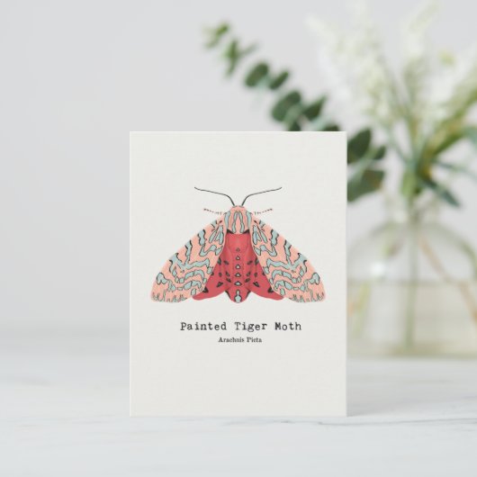 絵を描Tiger Mothはがき ポストカード (スタンド正面)