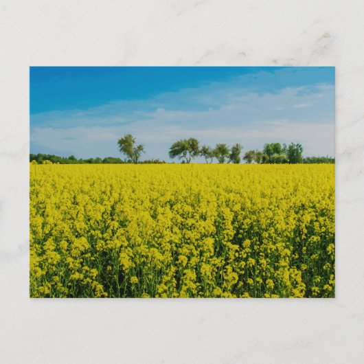 絵画の黄色い花畑 ポストカード (正面)