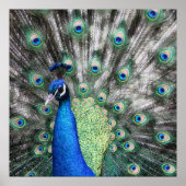 絵画孔雀の羽が広がっている ポスター (正面)