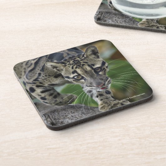 絶えず動いた曇らせていたヒョウ コースター (左側)