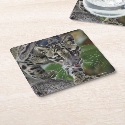 絶えず動いた曇らせていたヒョウ スクエアペーパーコースター (アングル)