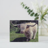 絶えず動いたDartmoorの高地牛 ポストカード (スタンド正面)