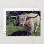 絶えず動いたDartmoorの高地牛 ポストカード (正面/裏面)
