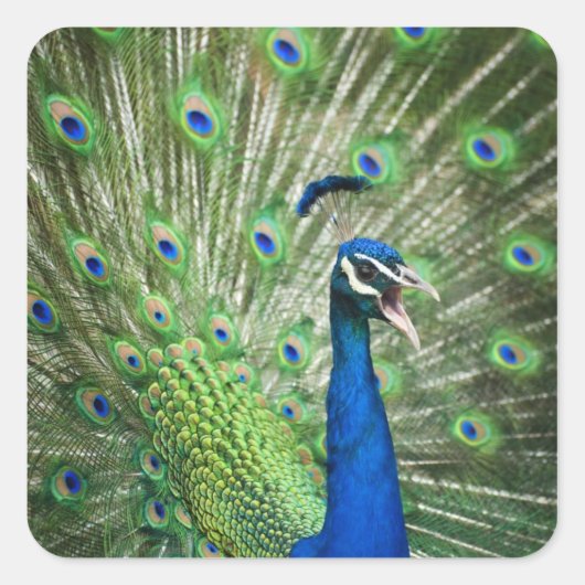 絶叫する孔雀 スクエアシール (正面)