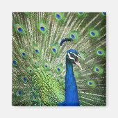 絶叫する孔雀 マグネット (正面)