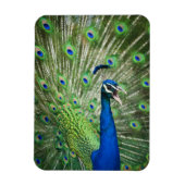 絶叫する孔雀 マグネット (縦)