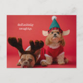 絶対にいけなペット写真かわいいクリスマス シーズンポストカード (正面)