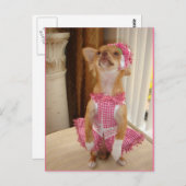 絶対にかわいいチワワの郵便はがき ポストカード (正面/裏面)