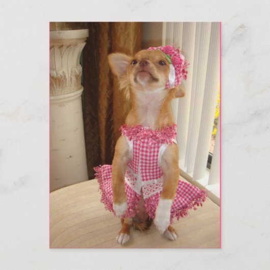 絶対にかわいいチワワの郵便はがき ポストカード (正面)