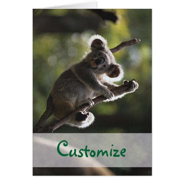 絶対に愛らしいコアラ (正面)