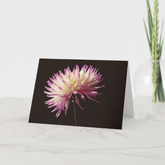 絶対美しい カード