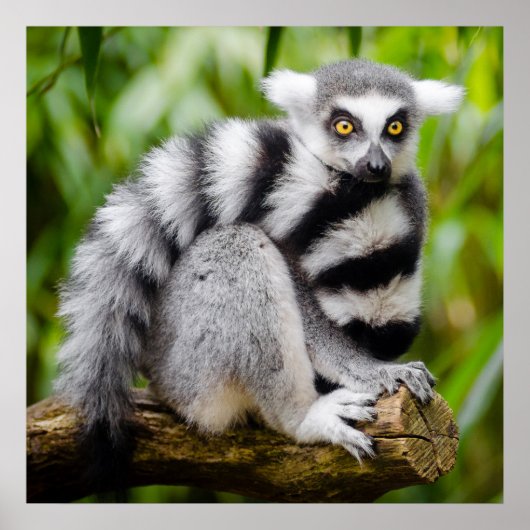 絶滅のおそれのあるキツネザル ポスター (正面)