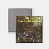 絶滅の危機に瀕したオランウータンス霊長類野生動物芸術マグネット マグネット (正面/裏面)