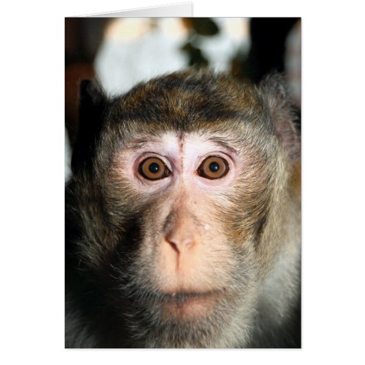 絶滅の危機に瀕した熱帯雨林のサル (正面)