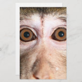 絶滅の危機に瀕した熱帯雨林のサル 便箋 (正面/裏面)