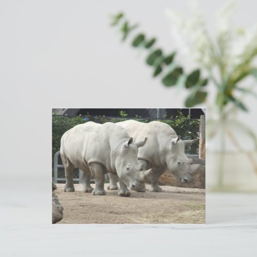 絶滅の危機に瀕している北の白いサイ ポストカード (スタンド正面)