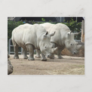 絶滅の危機に瀕している北の白いサイ ポストカード