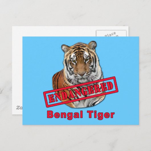 絶滅の危機に瀕するベンガルトラ商品 ポストカード (正面/裏面)