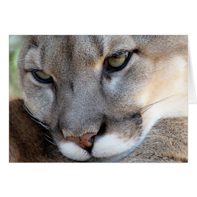 絶滅危ぐ種: フロリダのヒョウ(4071) (正面横)