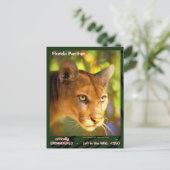 絶滅危惧動物のフロリダ・パンサー –  ポストカード (スタンド正面)