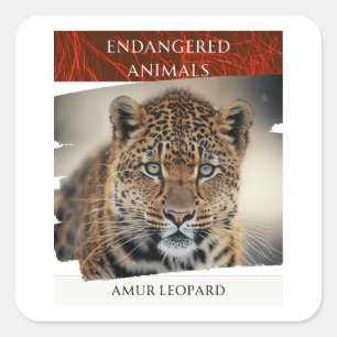 絶滅危惧動物 – Amur Leopard スクエアシール