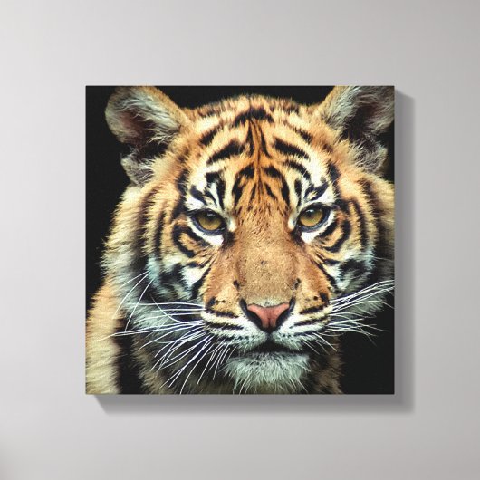 絶滅危惧種のタイガー・カブ キャンバスプリント (正面)